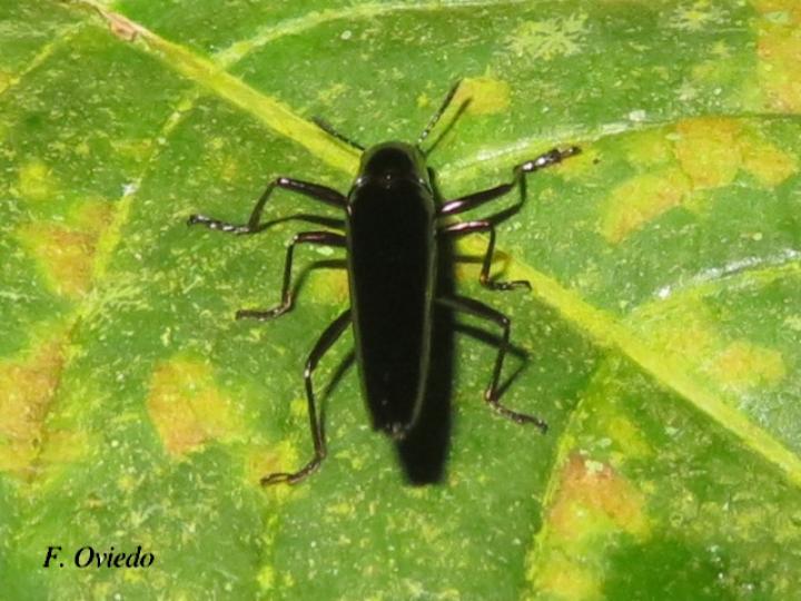 Camptocarpus longicollis