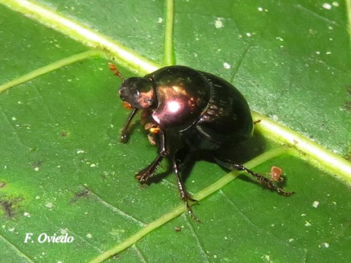 Canthidium haroldi (Escarabajo pelotero)
