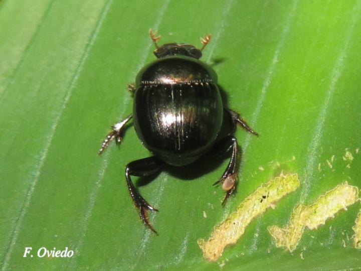 Canthidium haroldi (Escarabajo pelotero)