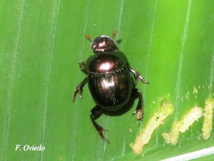 Canthidium haroldi (Escarabajo pelotero)