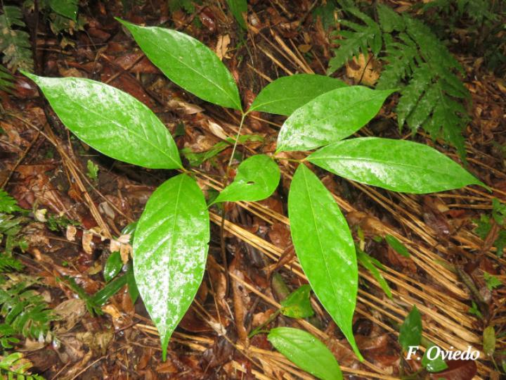 Carapa guianensis (Caobilla)