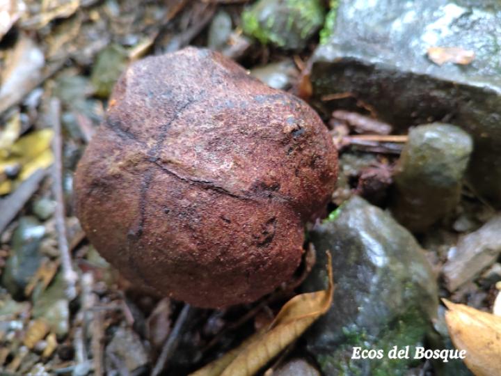Carapa guianensis (Caobilla)