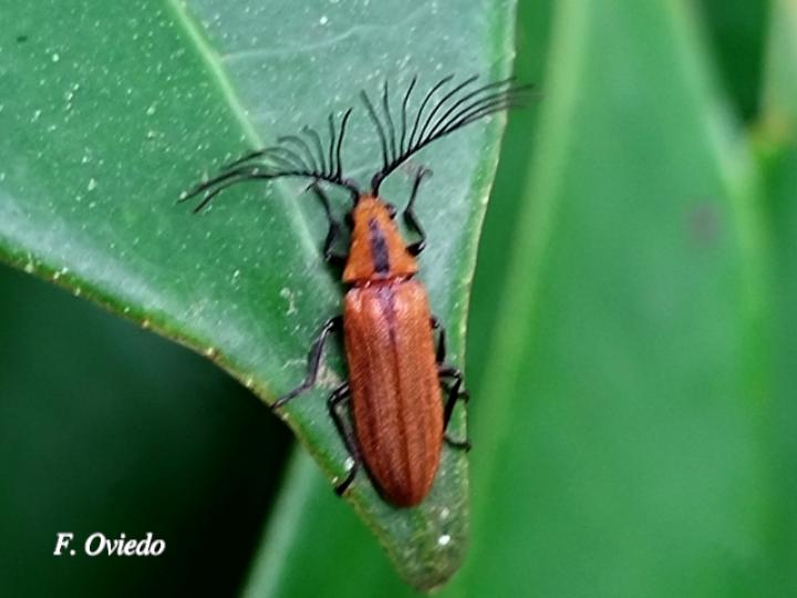 Celadonia laportei