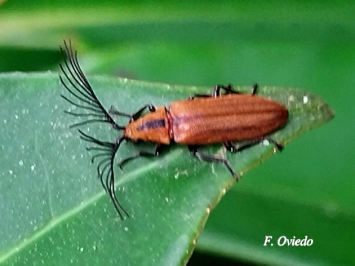 Celadonia laportei