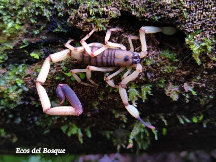 Centruroides limbatus (Alacrán Centroamericano)