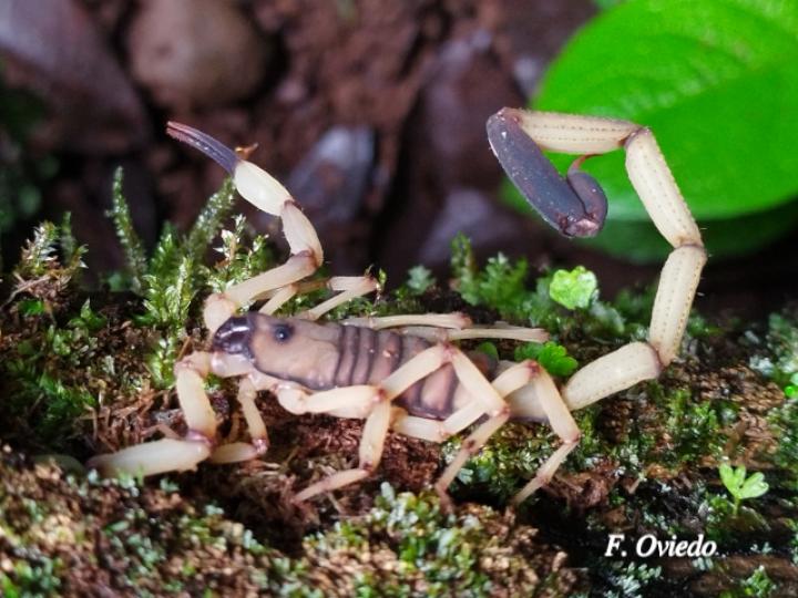 Centruroides limbatus (Alacrán Centroamericano)