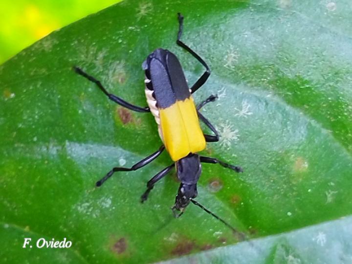 Chauliognathus terminalis
