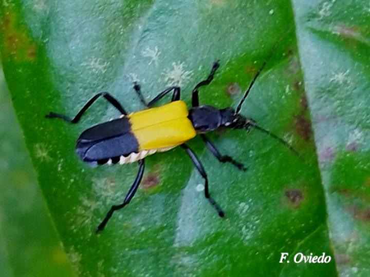 Chauliognathus terminalis