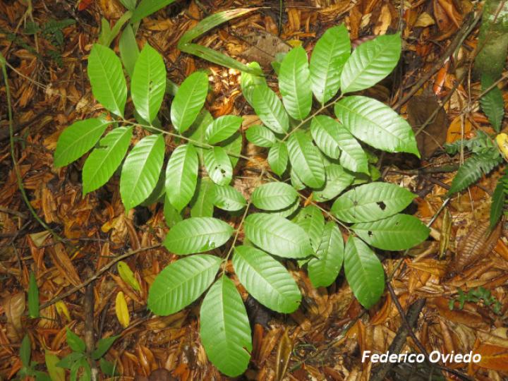 Cupania rufescens (Guavillo)
