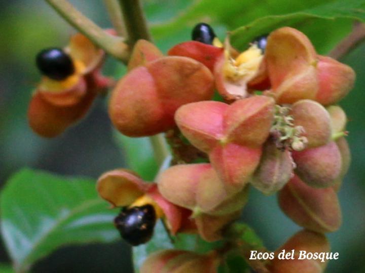 Cupania rufescens (Guavillo)