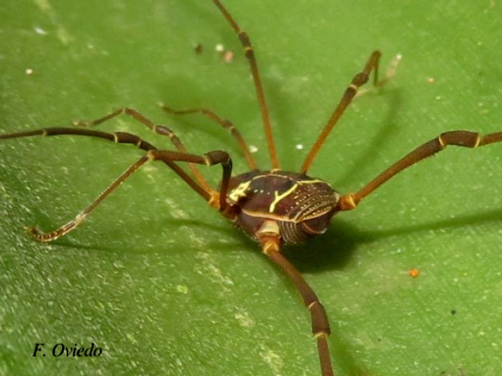 Cynorta sp2 (Cosechadora)