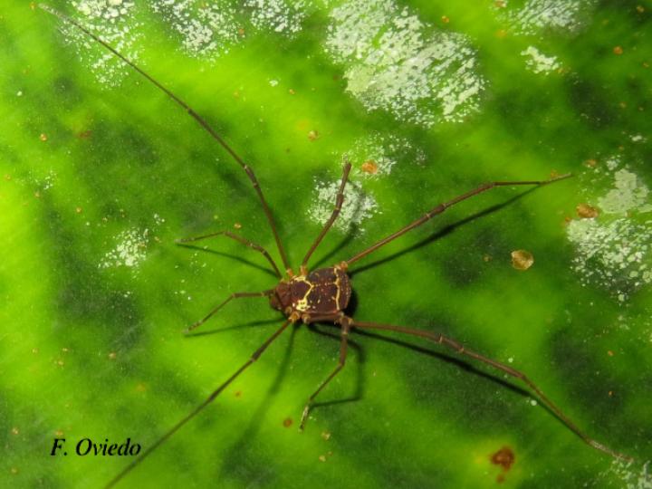 Cynorta sp2 (Cosechadora)