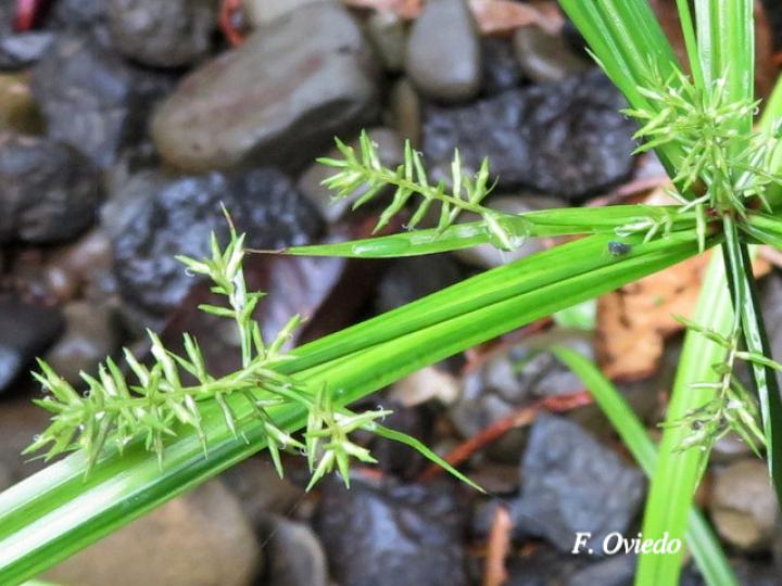 Cyperus hermaphroditus (Zacate Jacintillo)