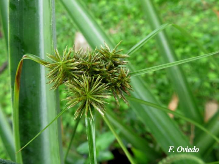 Cyperus odoratus (Coyolillo)