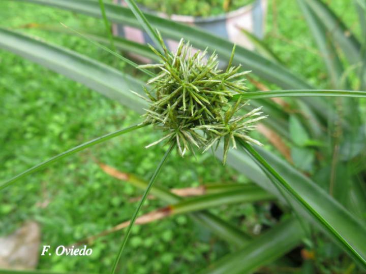 Cyperus odoratus (Coyolillo)
