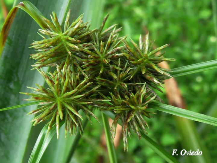 Cyperus odoratus (Coyolillo)