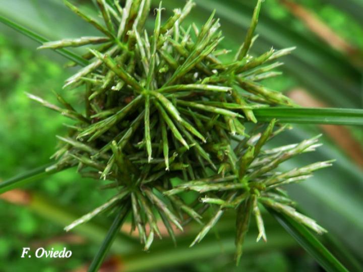 Cyperus odoratus (Coyolillo)