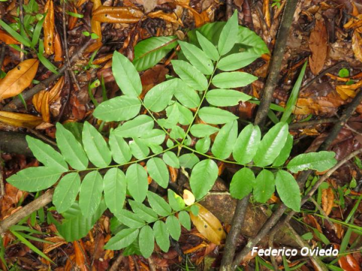 Dalbergia melanocardium (Cocobolo, Chirraca)