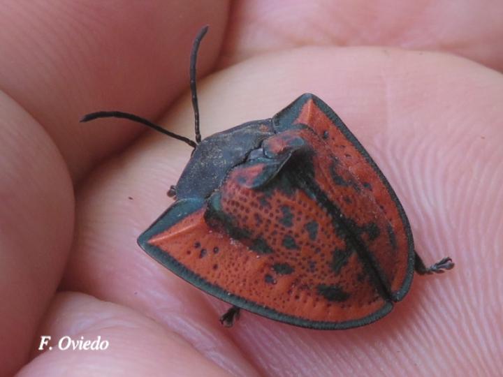 Dorynota insidiosa