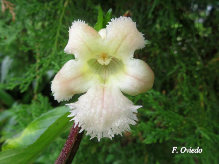 Drymonia serrulata (Viejitas)