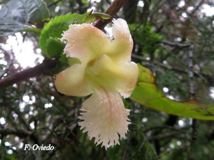 Drymonia serrulata (Viejitas)