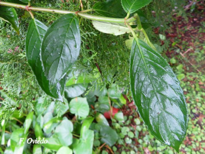Drymonia serrulata (Viejitas)