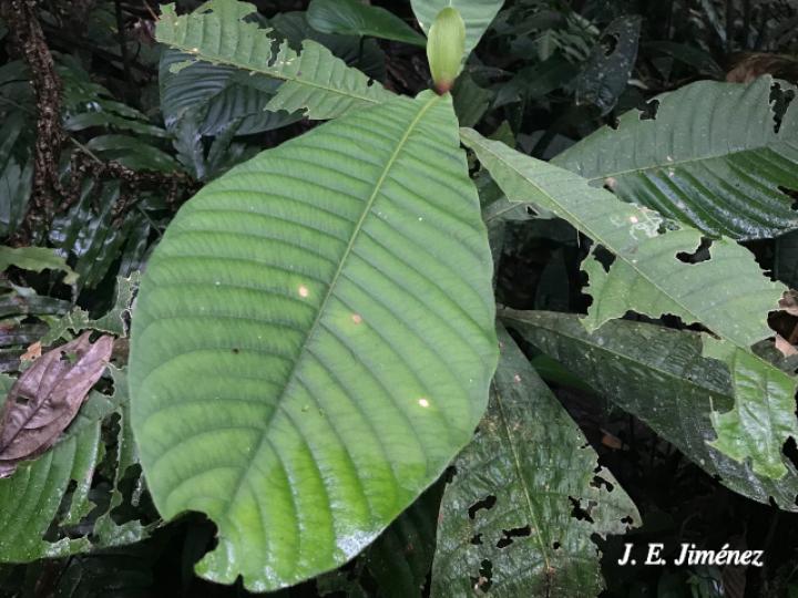 Elaeagia auriculata (Gomilla)