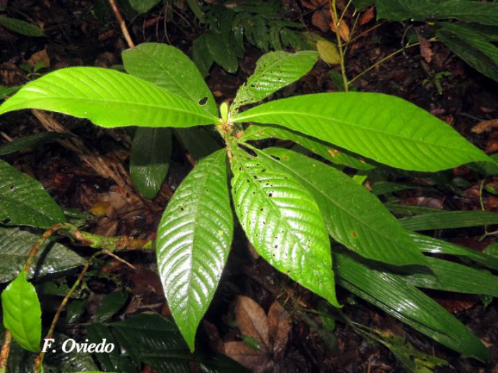 Elaeagia auriculata (Gomilla)