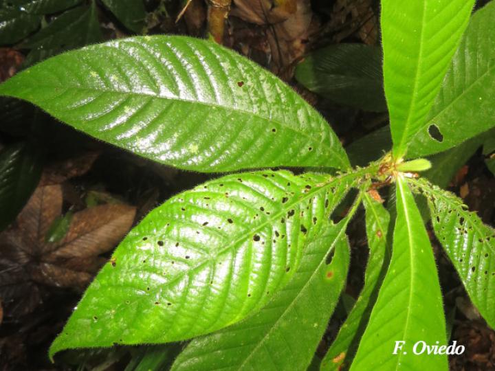Elaeagia auriculata (Gomilla)