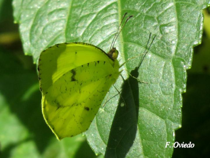 Eurema xanthochlora (Mariposa amarillo tropical)