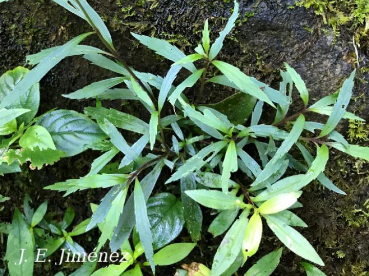 Fleischmannia sideritidis