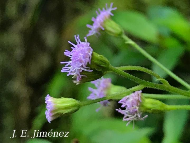 Fleischmannia sideritidis