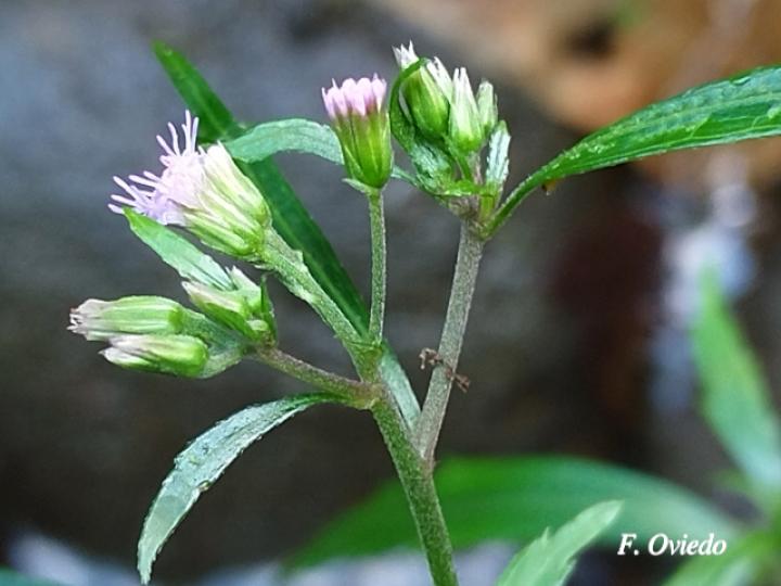 Fleischmannia sideritidis