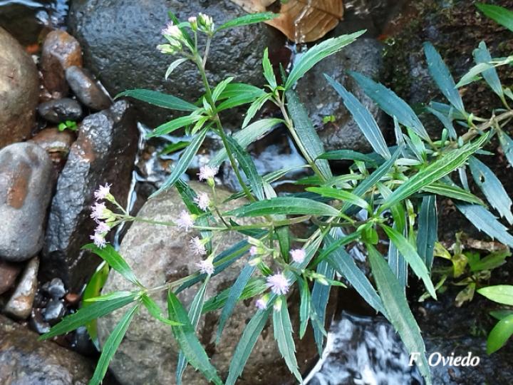 Fleischmannia sideritidis