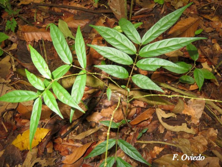 Forsteronia myriantha