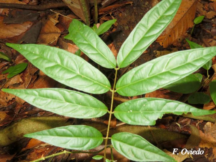 Forsteronia myriantha