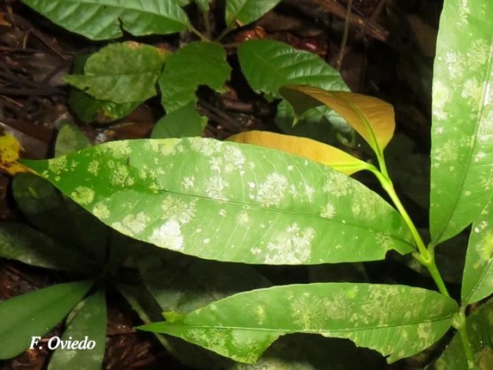 Garcinia intermedia (Jorco)