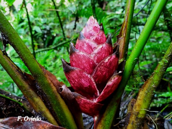 Heliconia reticulata