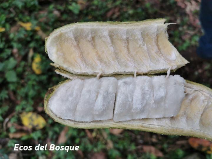 Inga mortoniana (Guabo María)