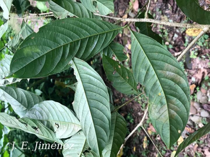 Inga mortoniana (Guabo María)