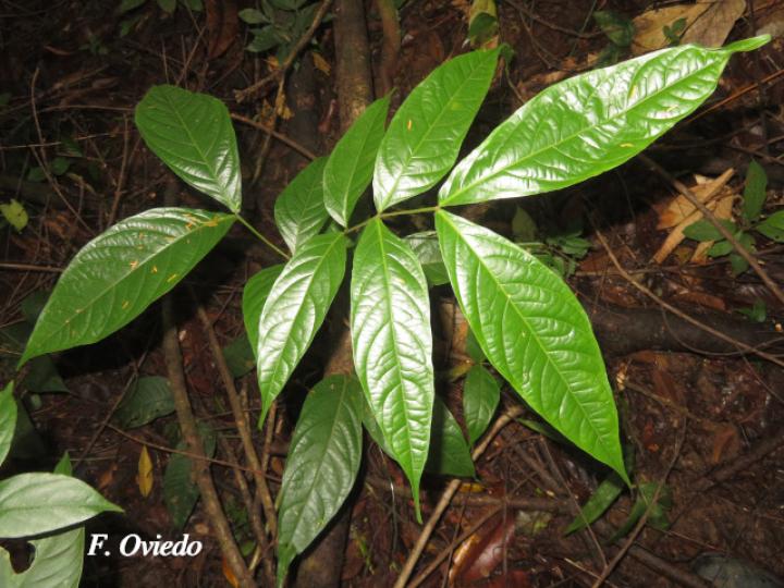 Inga mortoniana (Guabo María)