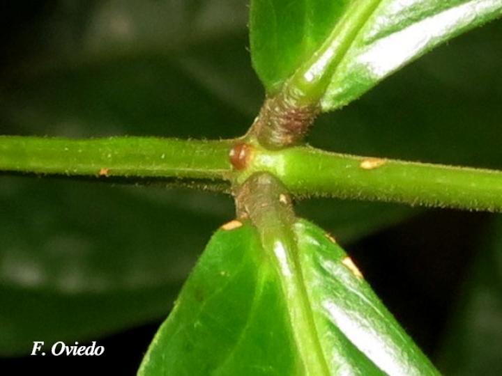 Inga mortoniana (Guabo María)