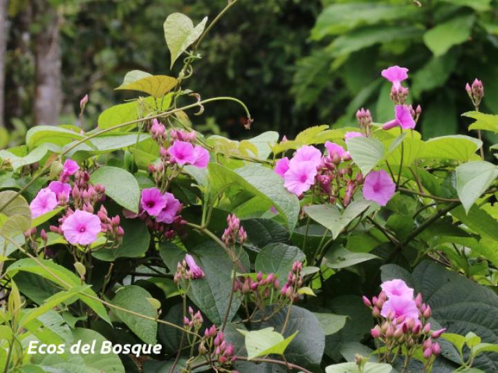 Ipomoea philomega