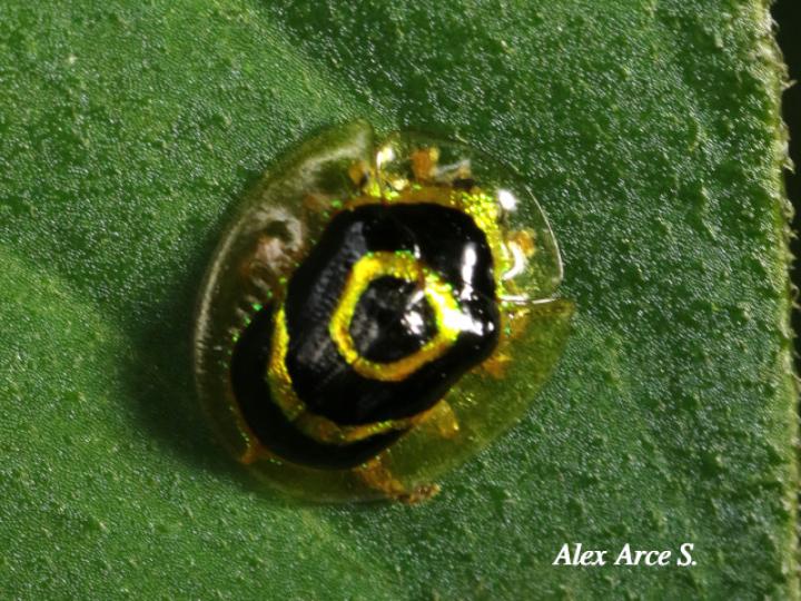 Ischnocodia annulus (Escarabajo tortuga dorado)