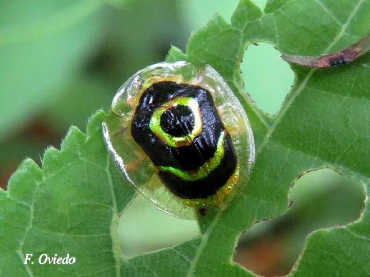 Ischnocodia annulus (Escarabajo tortuga dorado)