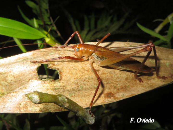 Ischnomela pulchripennis (Saltamontes de ojos azules)