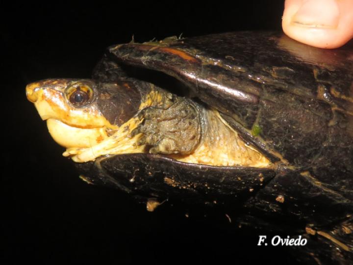 Kinosternon leucostomum (Tortuga de pantano)