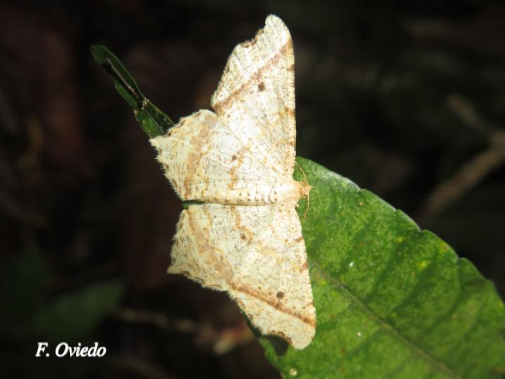 Macaria perpendiculata (Polilla angulada)