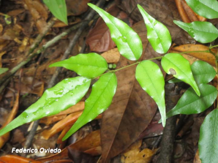 Machaerium seemannii (Siete cueros)