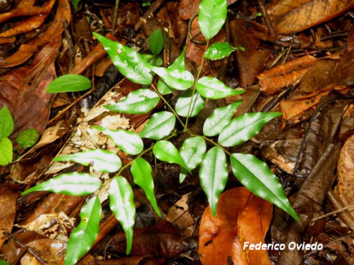 Machaerium seemannii (Siete cueros)